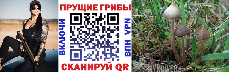 где найти наркотики  Дегтярск  Псилоцибиновые грибы ЛСД 
